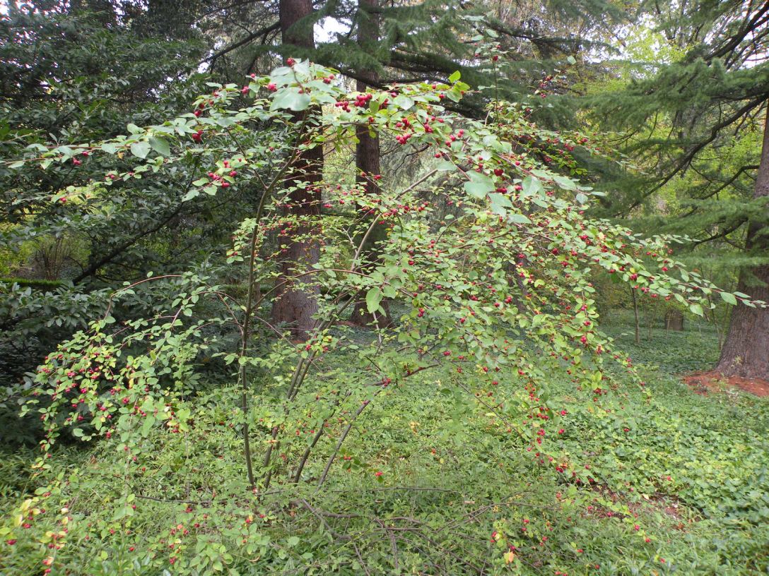 Image of Cotoneaster multiflorus specimen.
