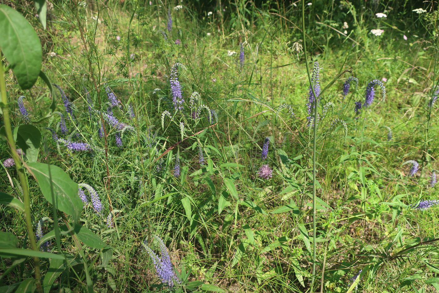 Image of Veronica longifolia specimen.