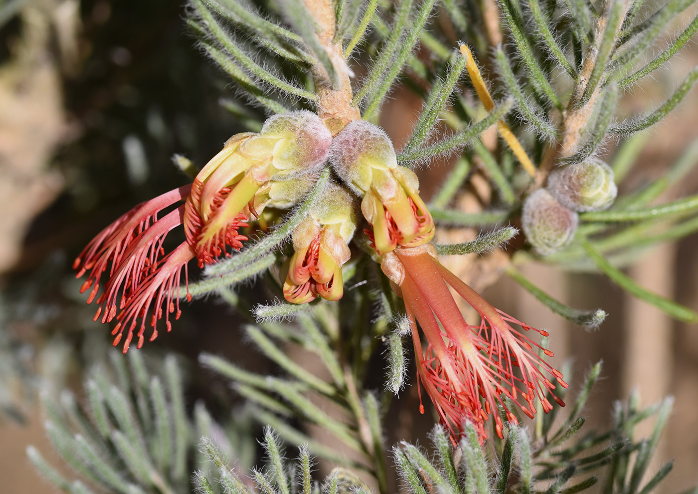 Image of Calothamnus villosus specimen.