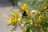 Senna artemisioides