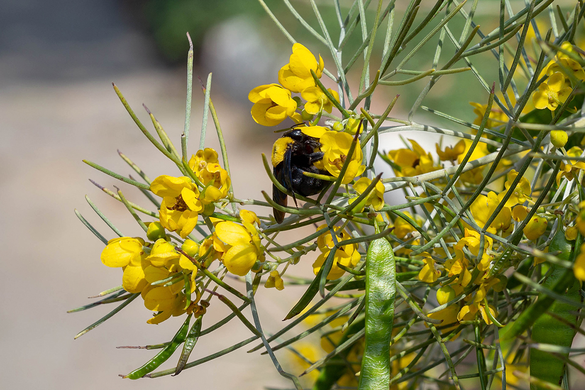 Image of Senna artemisioides specimen.