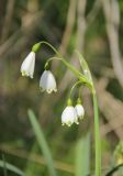 Leucojum aestivum. Соцветие. Краснодарский край, Черноморское побережье Кавказа, г. Новороссийск, Цемесская роща, пойменный ясеневый лес. 9 апреля 2023 г.