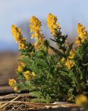 Corydalis speciosa