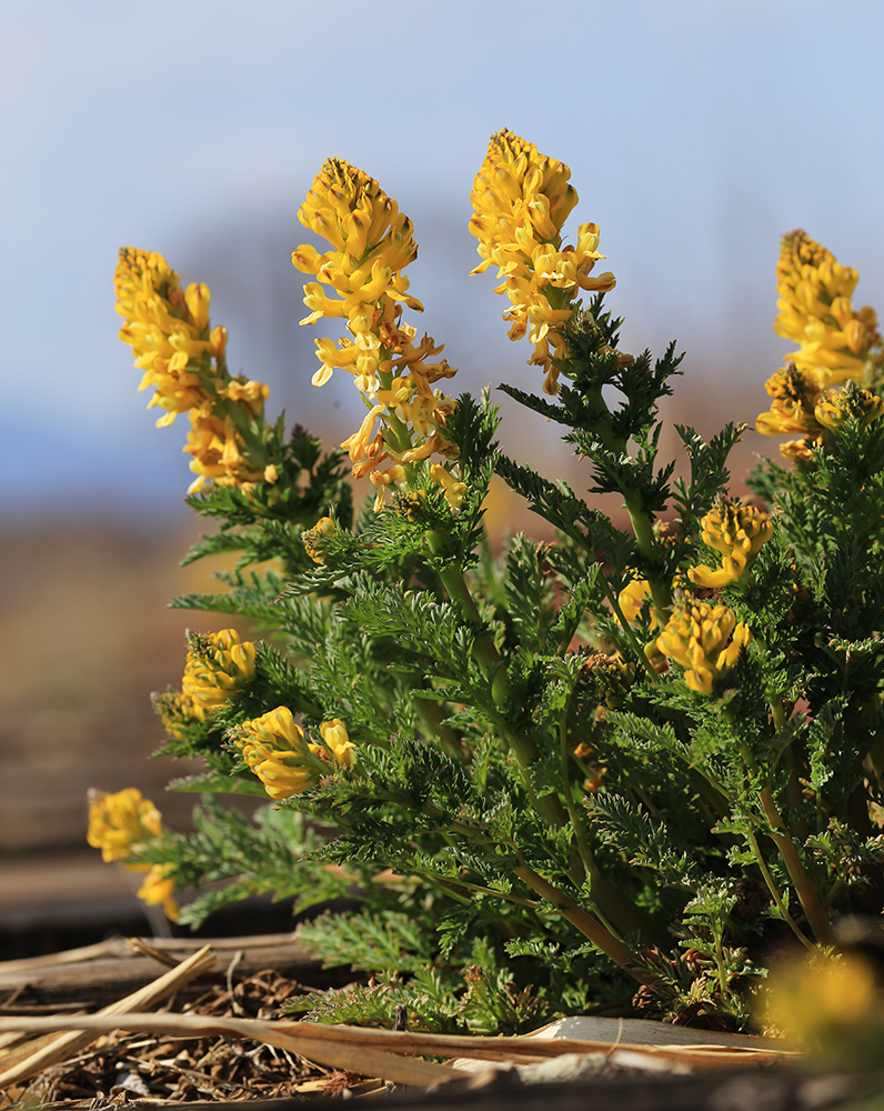 Image of Corydalis speciosa specimen.