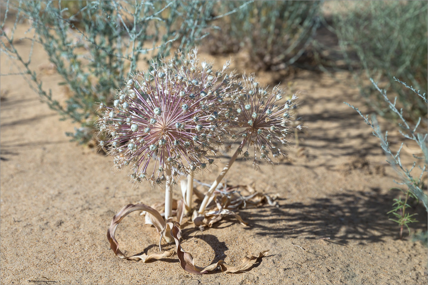 Image of Allium caspium specimen.