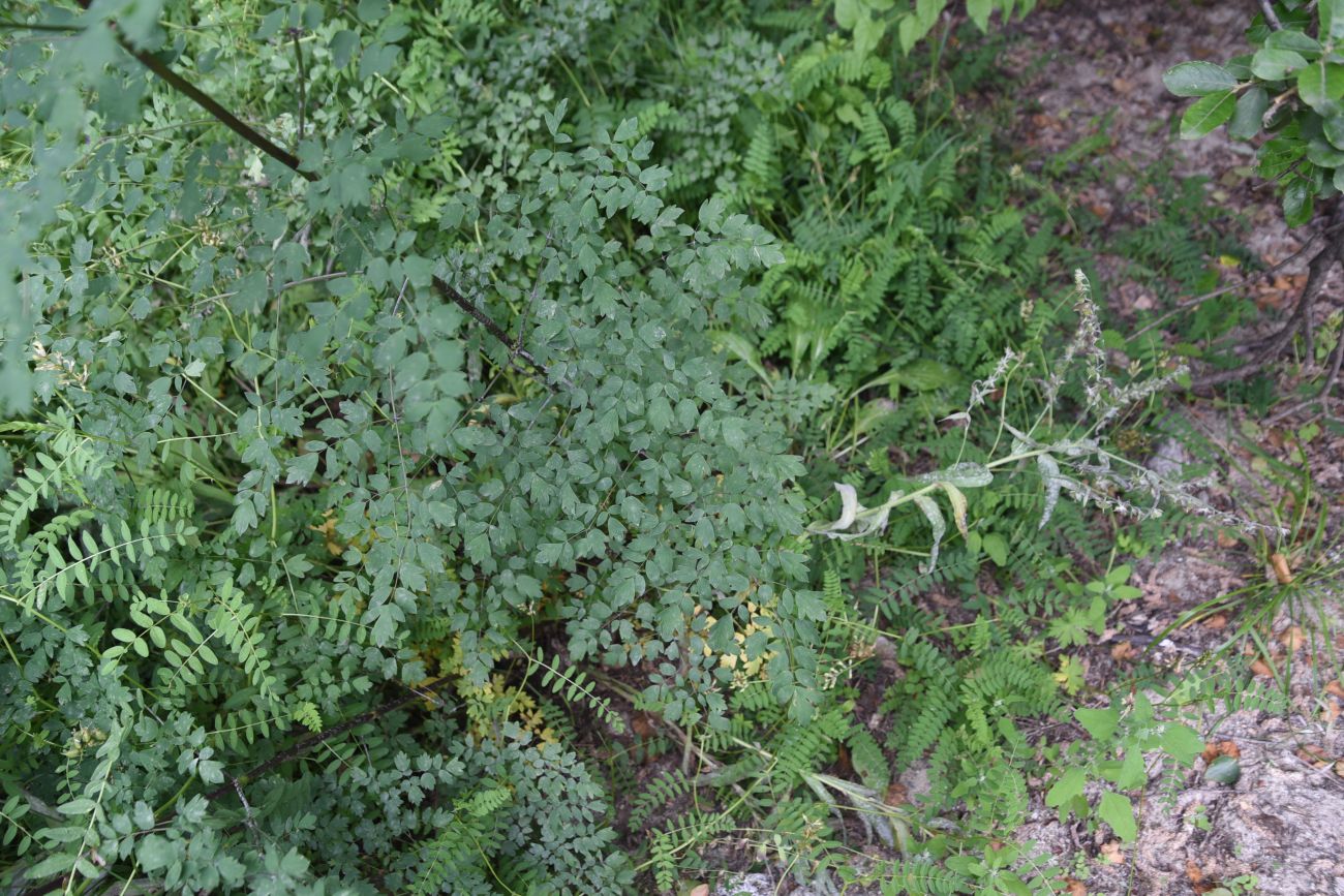 Image of genus Thalictrum specimen.