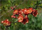 Chaenomeles japonica