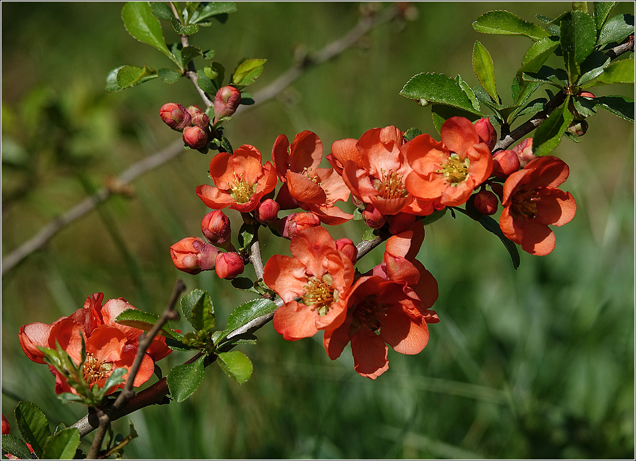 Изображение особи Chaenomeles japonica.