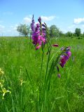 Gladiolus imbricatus. Верхушки цветущих растений. Ростовская обл., дельта р. Дон, окр. г. Азов, Задонье, пойменный луг. 28.05.2023.