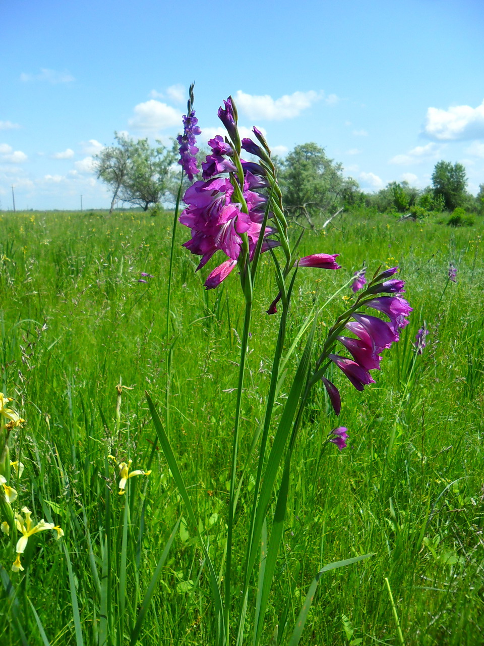 Image of Gladiolus imbricatus specimen.