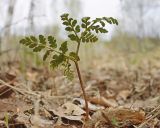 genus Botrychium. Вайя. Амурская обл., Архаринский р-н, Хинганский заповедник, кластер \"Хинганское\", басс. р. Эракта, заболоченный березняк. 17.05.2022.