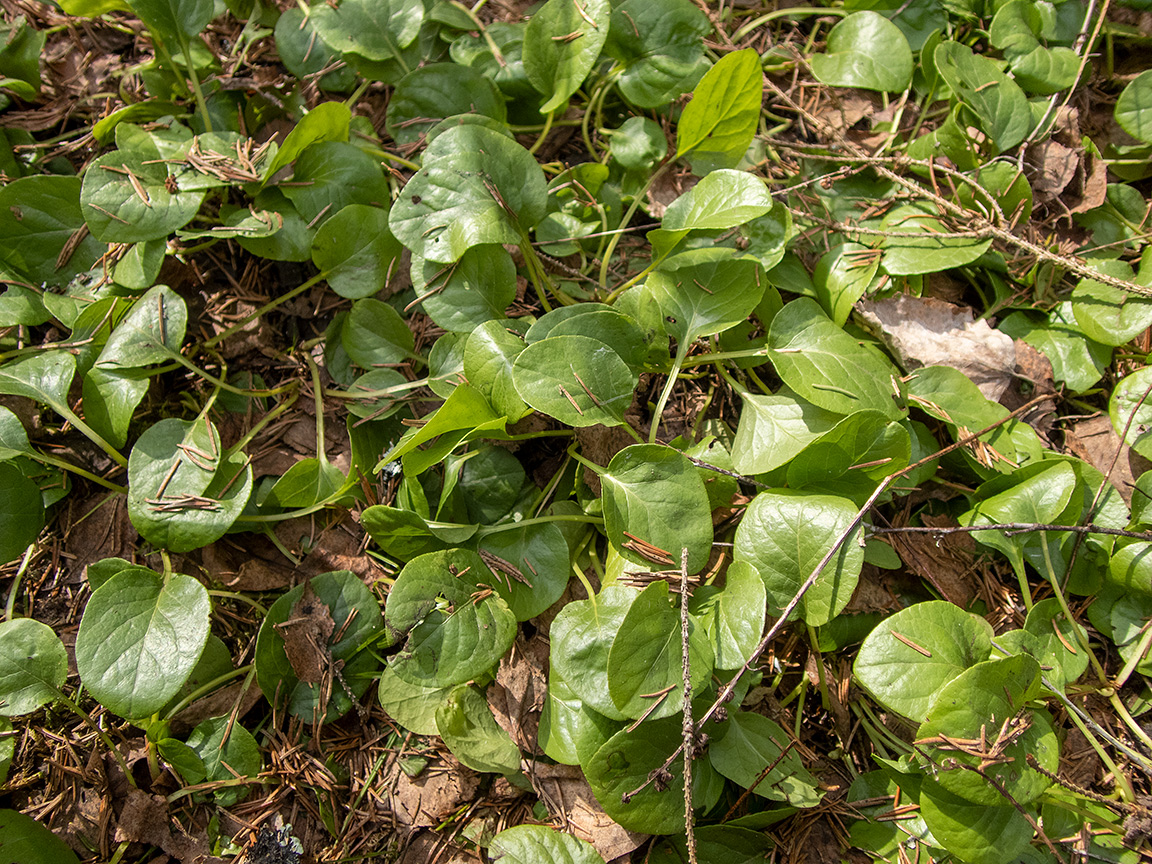 Image of Pyrola rotundifolia specimen.