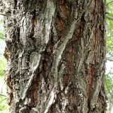 Ulmus pumila