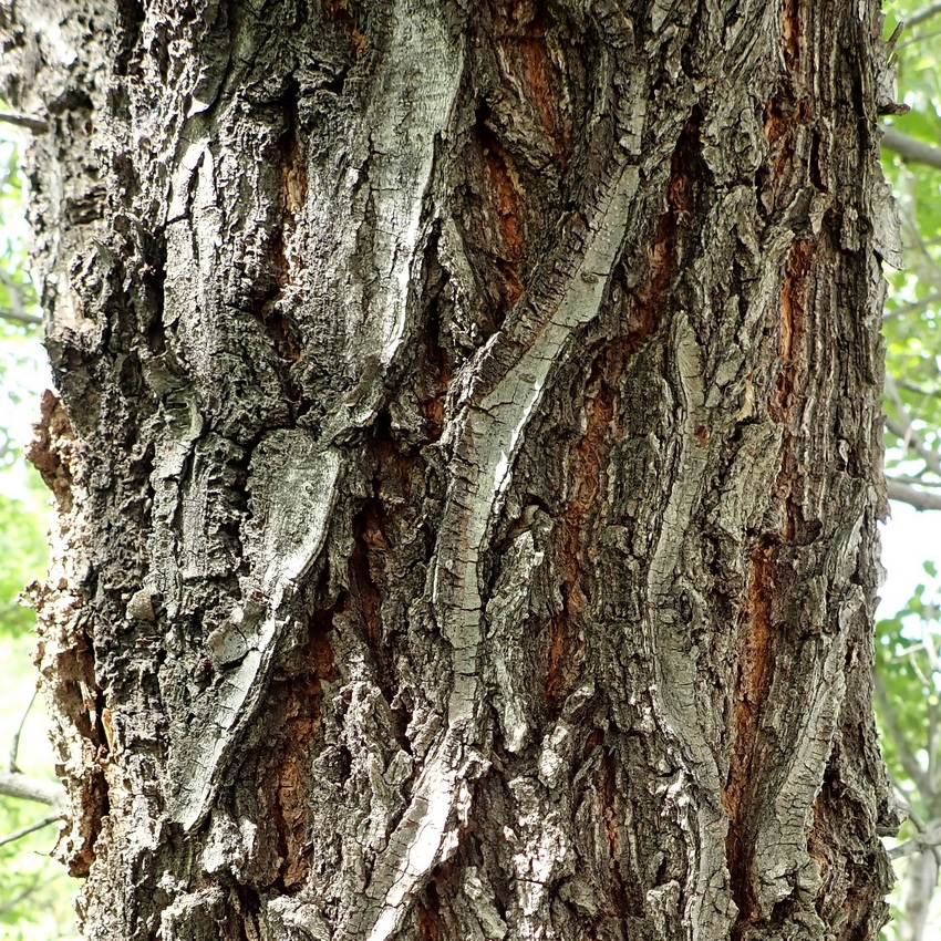 Изображение особи Ulmus pumila.