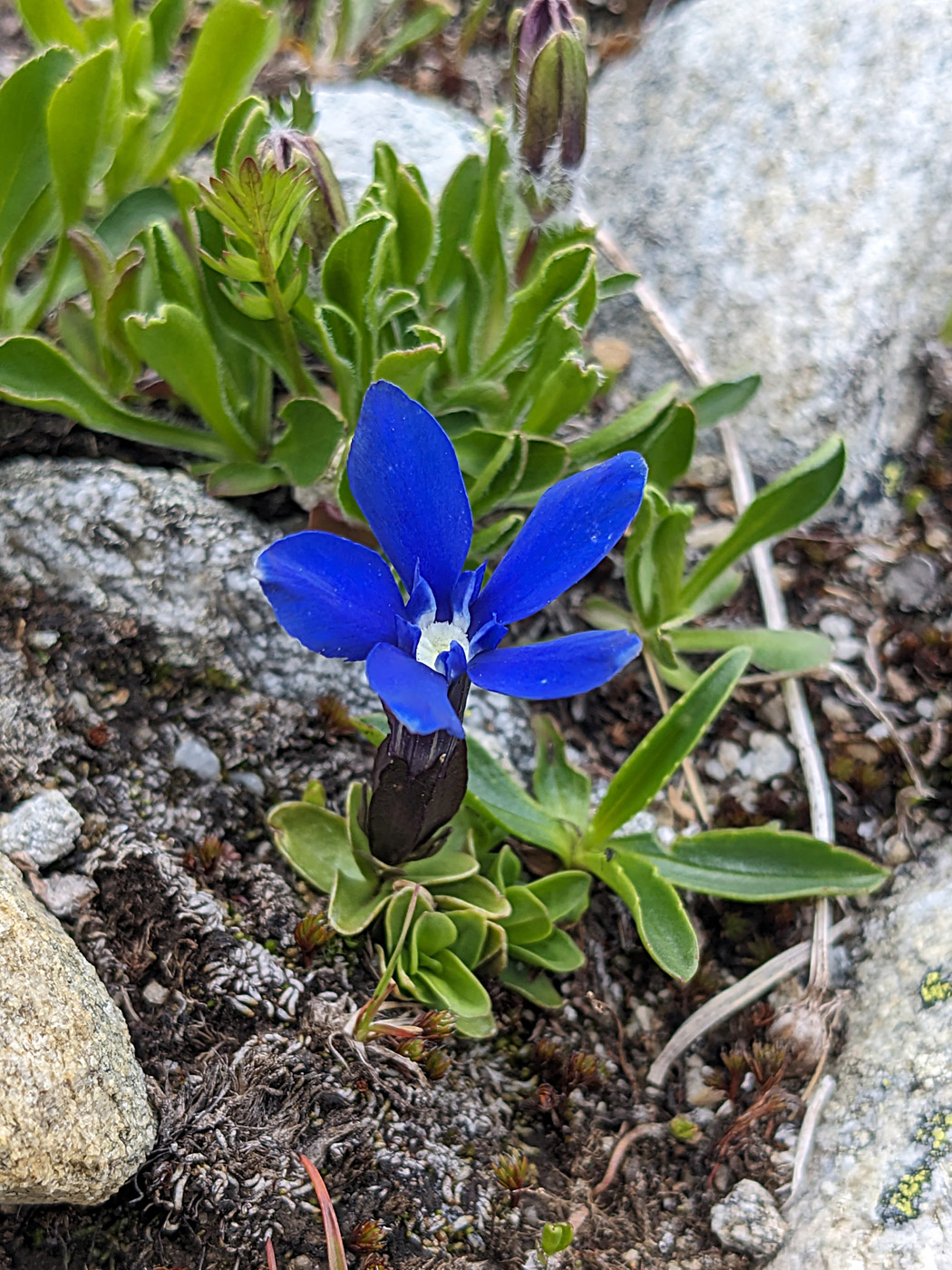 Image of Gentiana angulosa specimen.