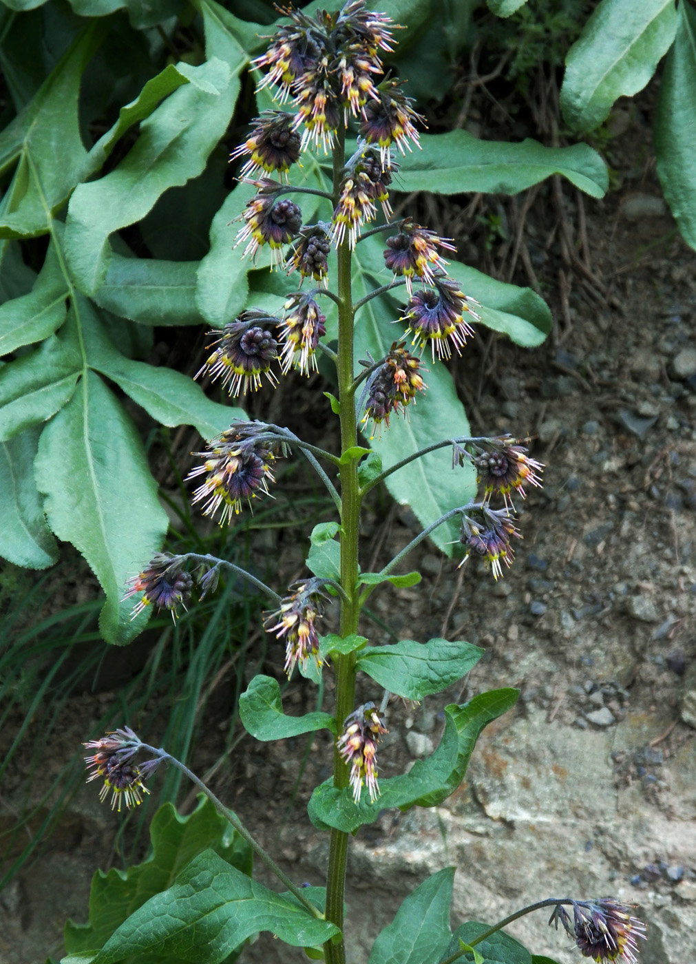 Изображение особи Solenanthus circinnatus.