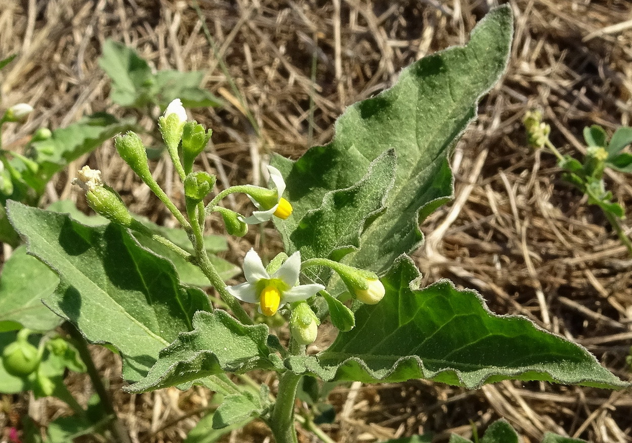 Изображение особи Solanum nigrum.