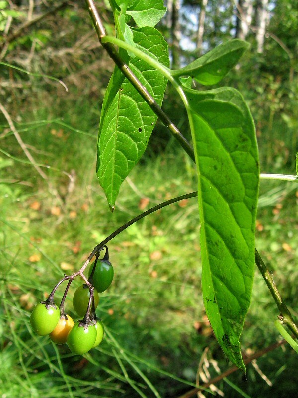 Изображение особи Solanum dulcamara.