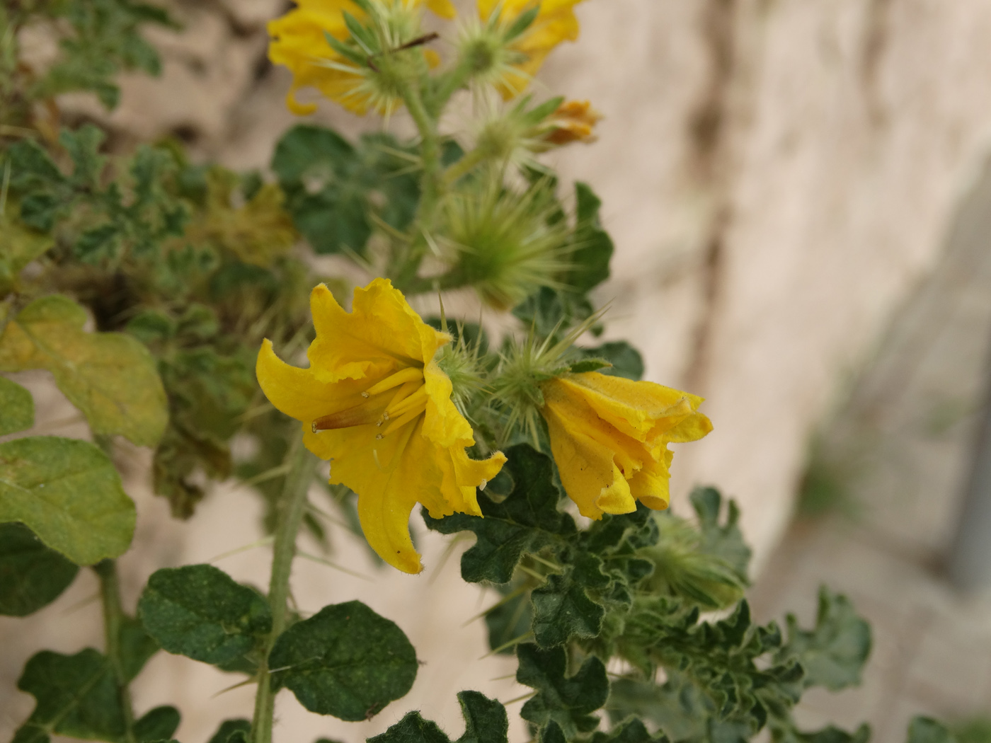 Image of Solanum cornutum specimen.