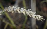 Triticum aestivum