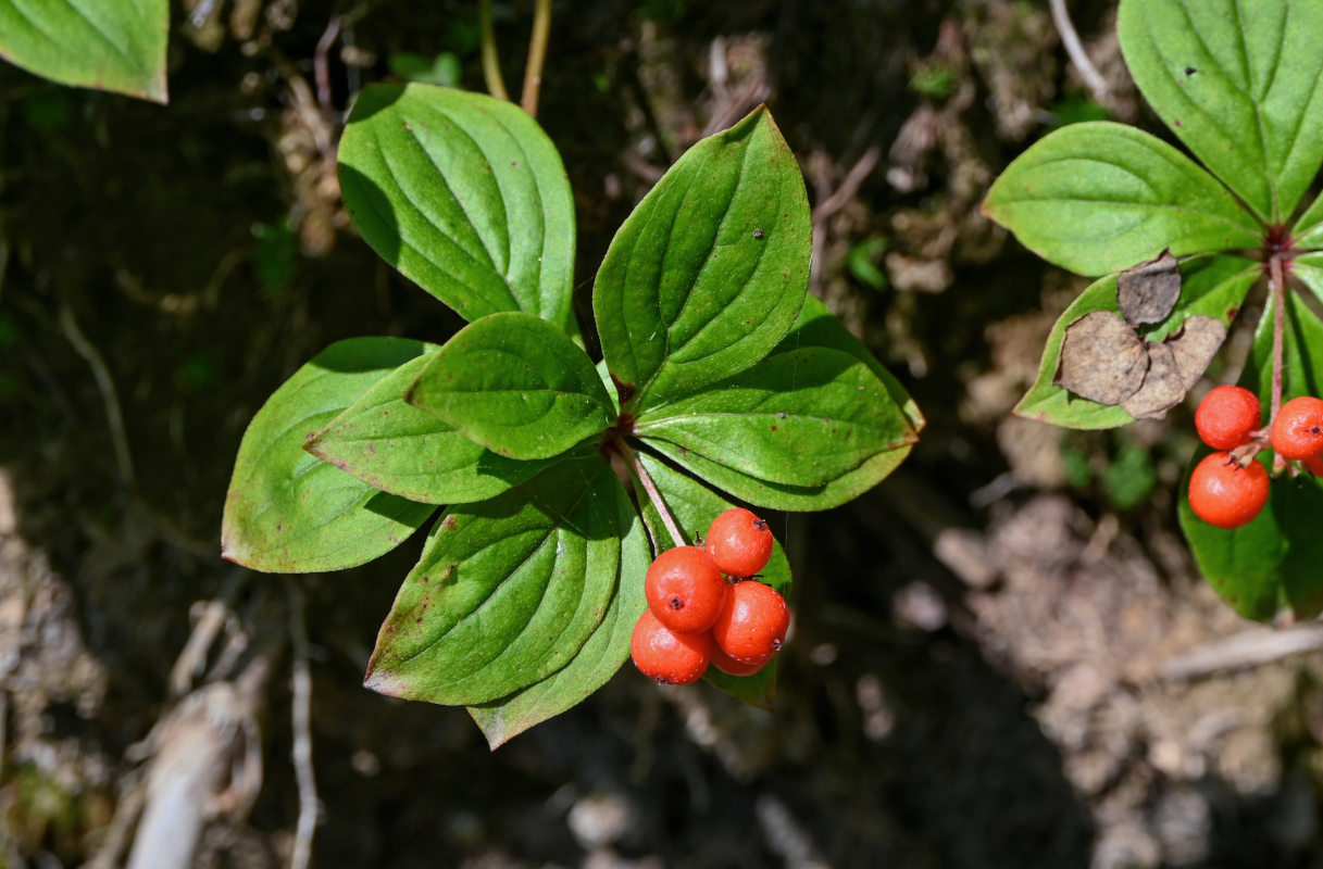 Image of Chamaepericlymenum canadense specimen.