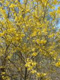 род Forsythia. Цветущие ветви. Хабаровский край, г. Хабаровск, ул. Ульяновская 60, в культуре. 04.05.2023.