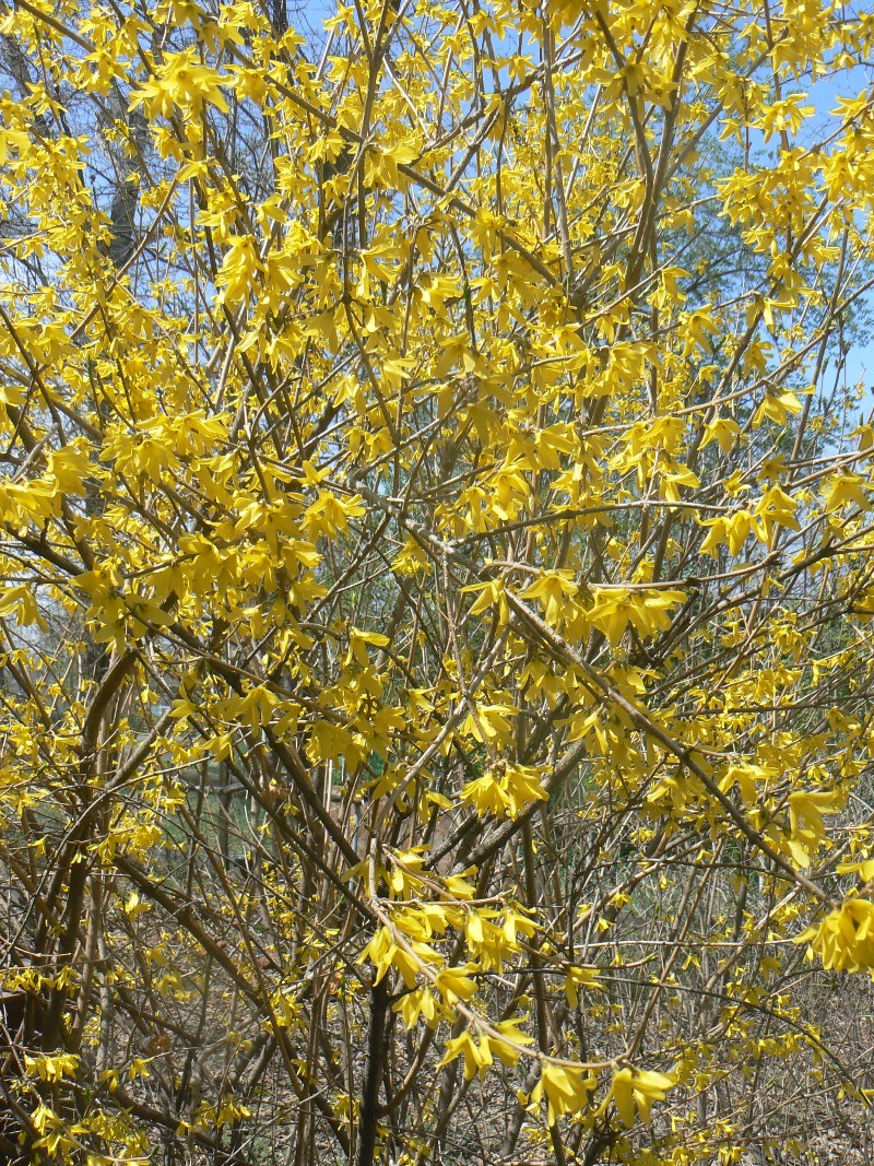 Изображение особи род Forsythia.