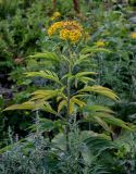 Senecio cannabifolius