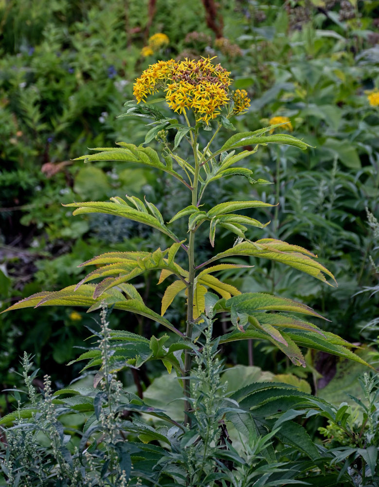 Изображение особи Senecio cannabifolius.