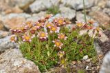 Saxifraga moschata. Цветущее растение. Карачаево-Черкесия, Карачаевский р-н, Большой Кавказ, правый борт долины Узункол, осыпной южный склон горы Чатбаши в р-не \"средних чатских ночёвок\", ≈ 3070 м н.у.м., среди камней. 24.07.2023.