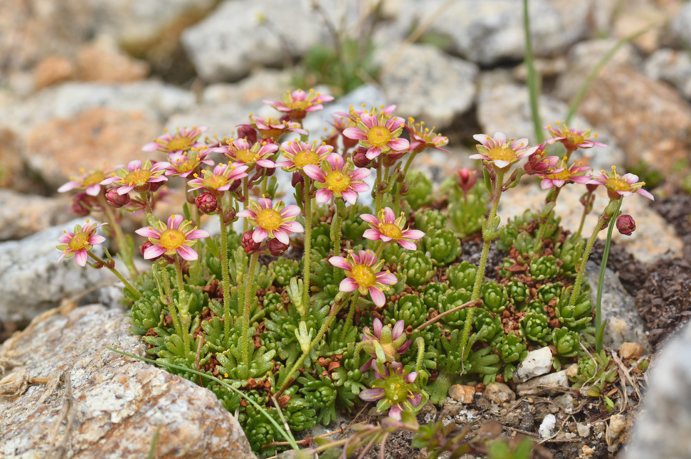 Image of Saxifraga moschata specimen.