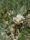 Astragalus sempervirens. Верхушки побегов с соцветиями. Испания, автономное сообщество Каталония, провинция Жирона, комарка Рипольес, муниципалитет Сеткасес, курорт \"Вальтер 2000\", ≈2200 м н.у.м., нижняя часть склона зап. экспозиции, каменистый луг. 03.07.2022.