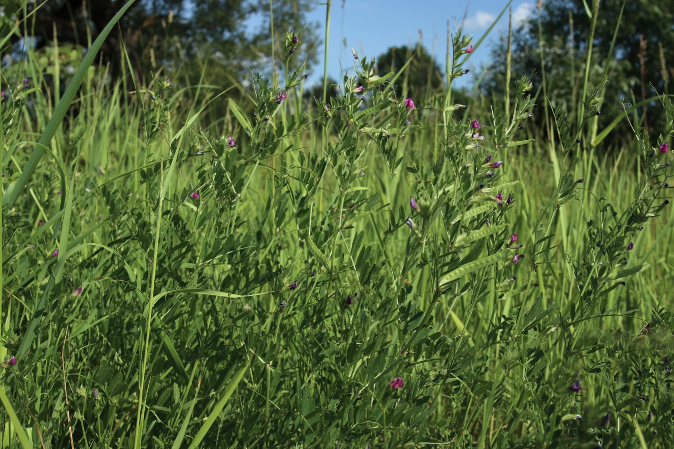 Изображение особи Vicia angustifolia.
