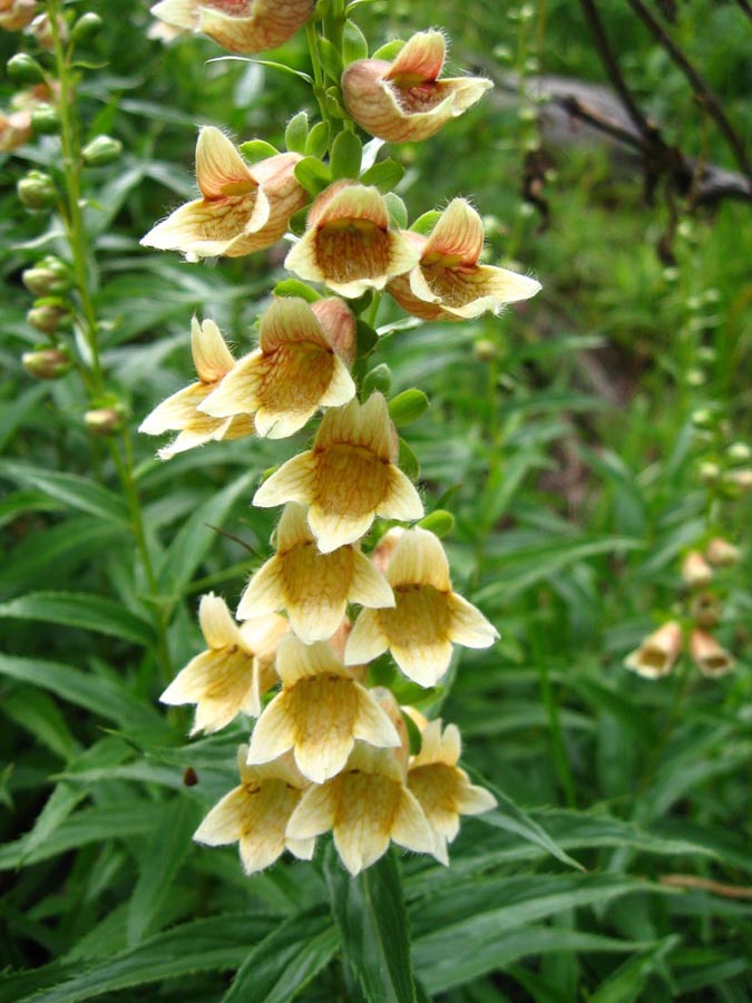 Image of Digitalis ciliata specimen.