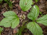 Rubus saxatilis. Отцветающее растение. Московская обл., Дмитровский р-н, берег канала им. Москвы, смешанный лес. 06.06.2023.