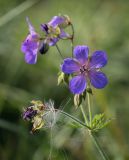 Geranium pratense. Цветок. Пермский край, г. Пермь, Индустриальный р-н, разнотравный луг. 04.08.2023.