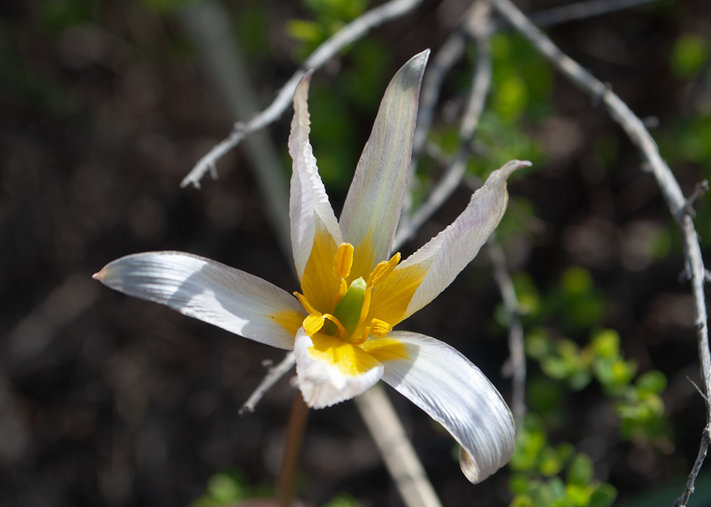 Image of Tulipa patens specimen.