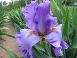 Iris × hybrida. Цветок и части листьев. Южный берег Крыма, Никитский ботанический сад, экспозиция ирисов. 03.05.2016.