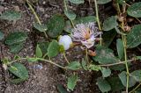 Capparis herbacea