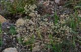 Apiaceae