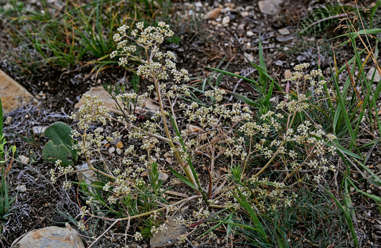 Изображение особи семейство Apiaceae.