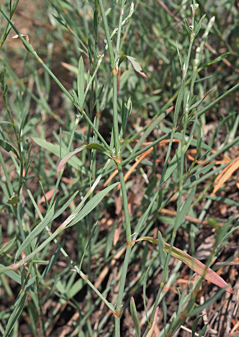 Изображение особи Polygonum patulum.