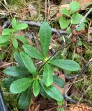 Chimaphila umbellata. Верхушка плодоносящего растения. Иркутская обл., Братский р-н, Тангуйское уч. лесничество, 23-й квартал, правый берег р. Большая Катырма, сосновый лес. 08.06.2023.