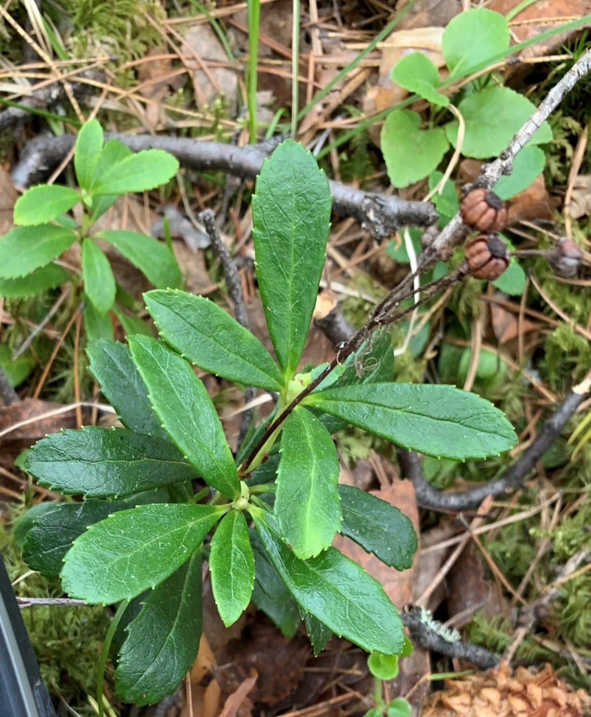 Изображение особи Chimaphila umbellata.