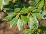 Pieris japonica. Верхушки побегов. Краснодар, парк \"Краснодар\", Японский сад, в культуре. 21.03.2024.