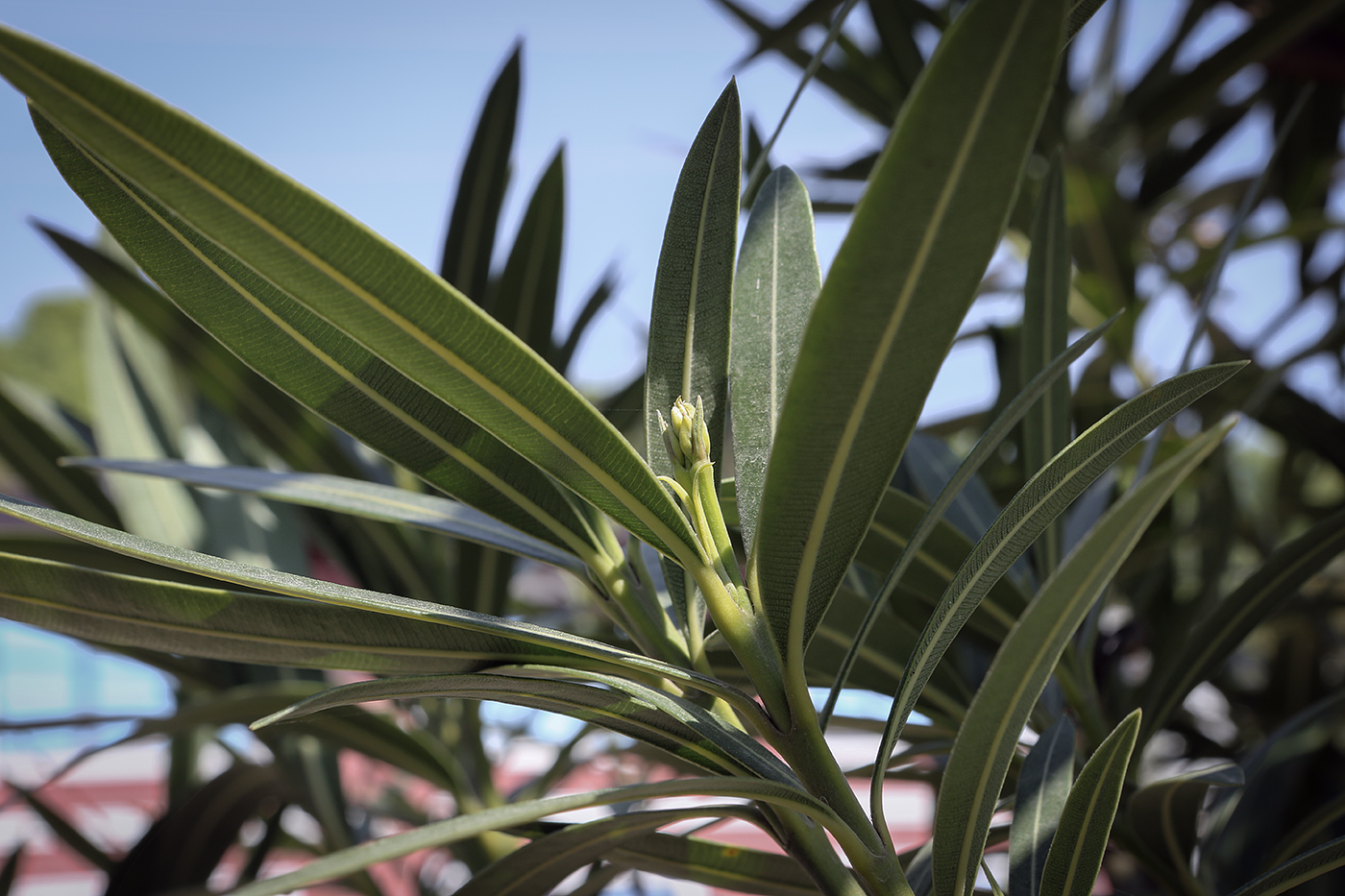 Image of Nerium oleander specimen.