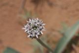 Allium subscabrum