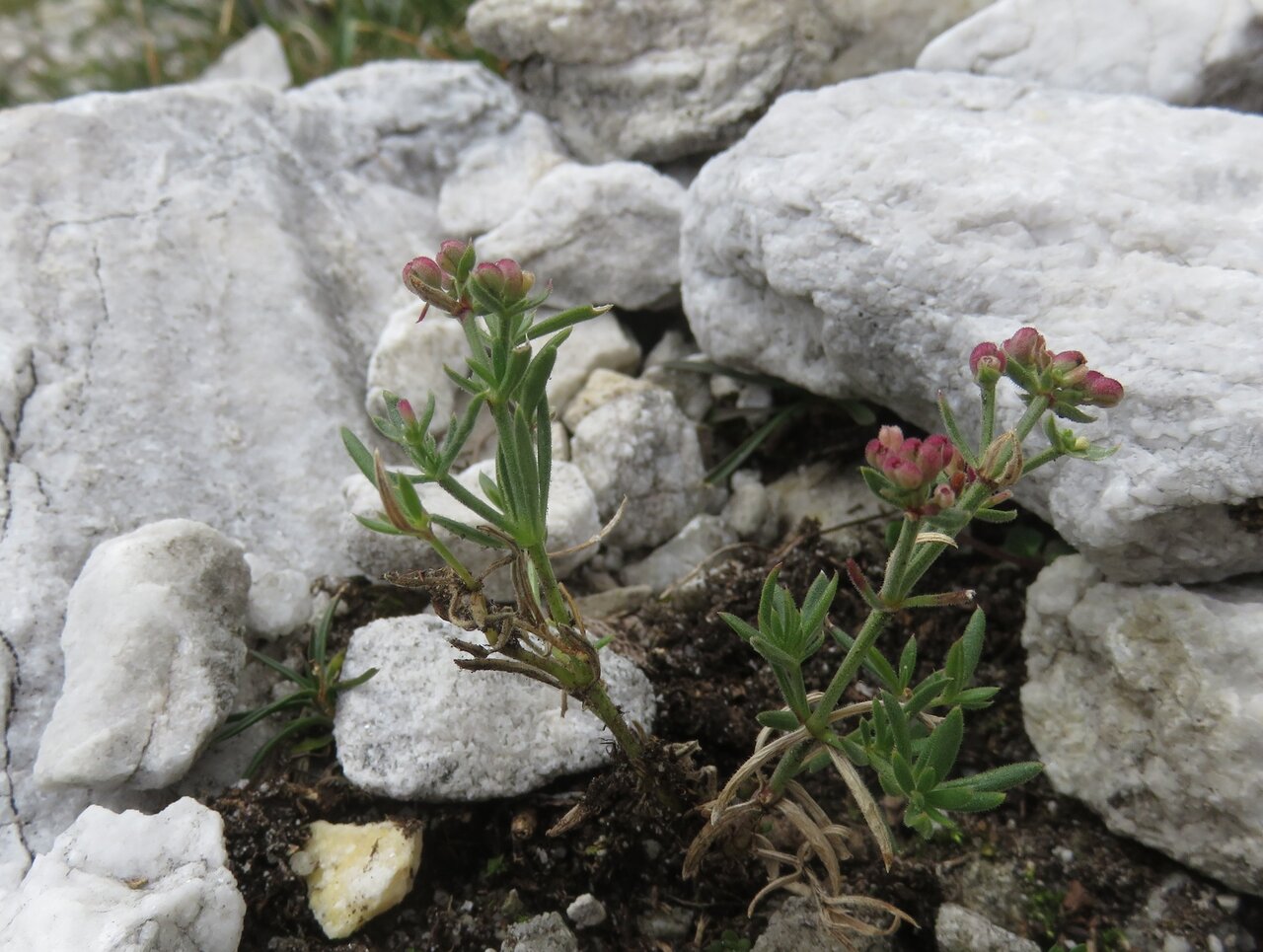 Image of Asperula suberosa specimen.
