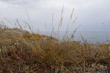 семейство Poaceae. Плодоносящее растение. Крым, Керченский п-ов, Приазовье, берег Азовского моря, на каменной глыбе. 25.06.2018.