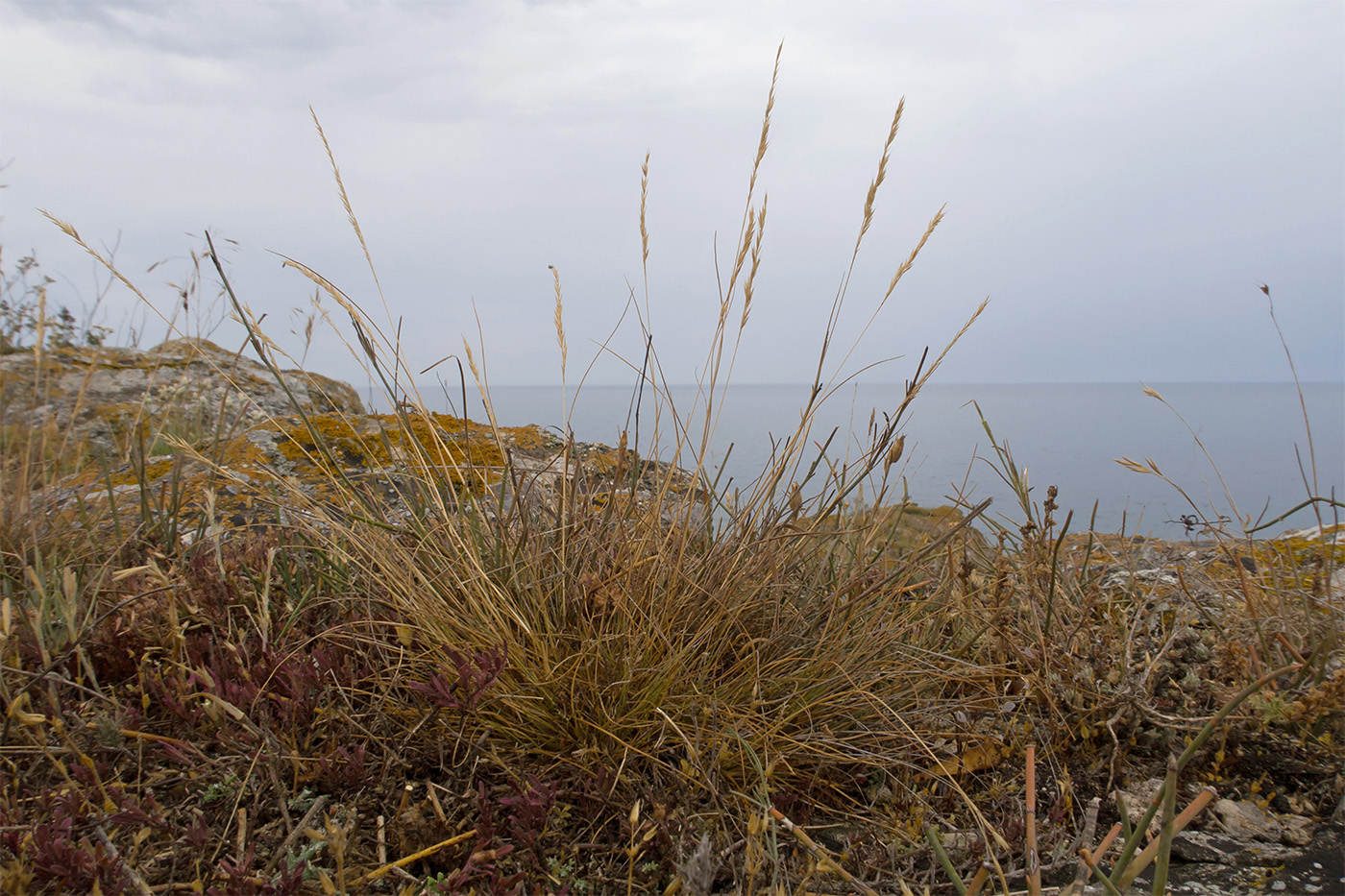 Image of familia Poaceae specimen.